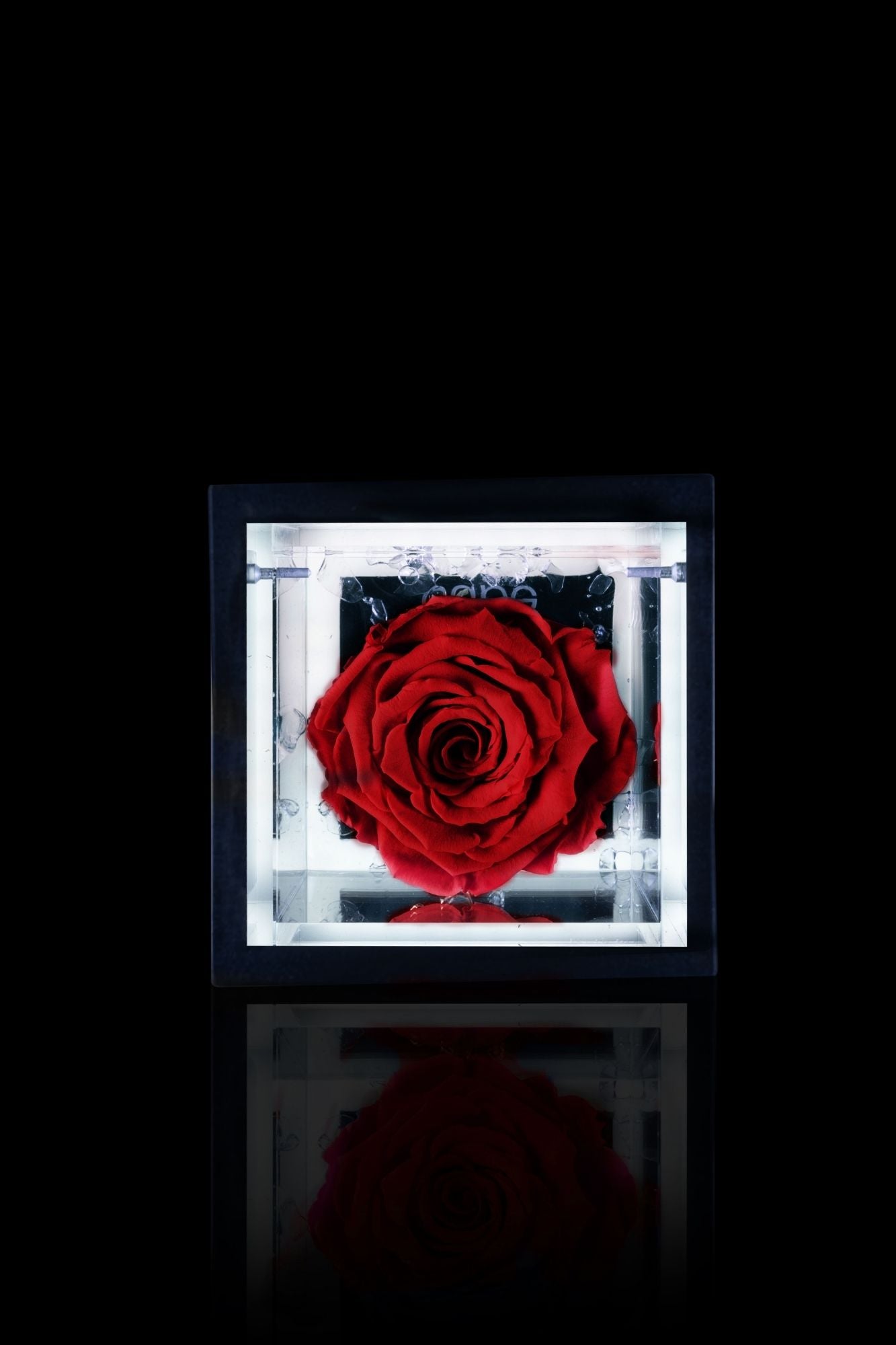 FLOWERCUBE® + LAMPADA: SET COMPLETO