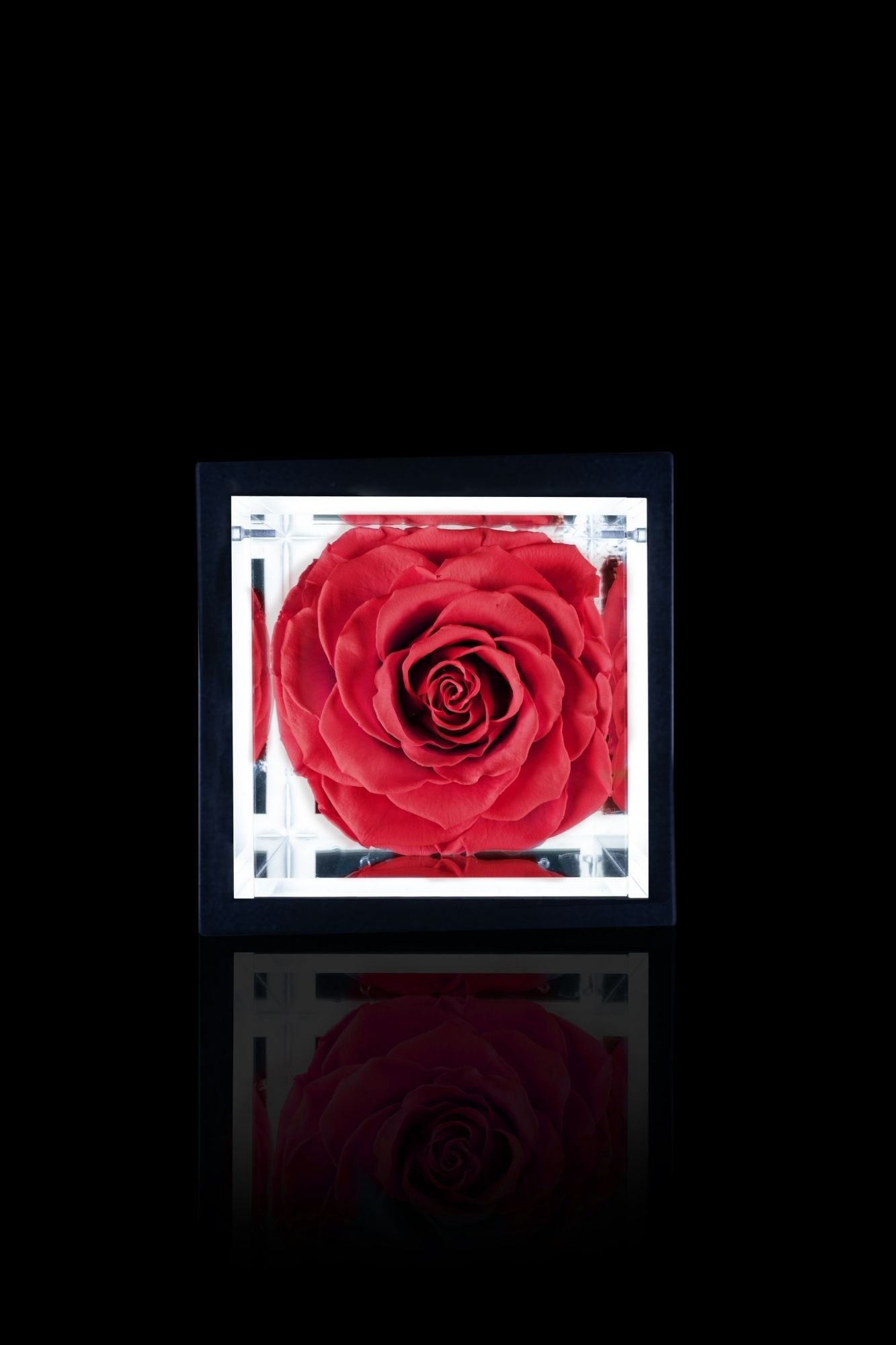 FLOWERCUBE® + LAMPADA: SET COMPLETO