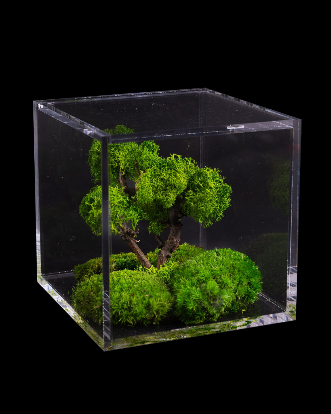 FLOWERCUBE® SPECIAL EDITION BONSAI