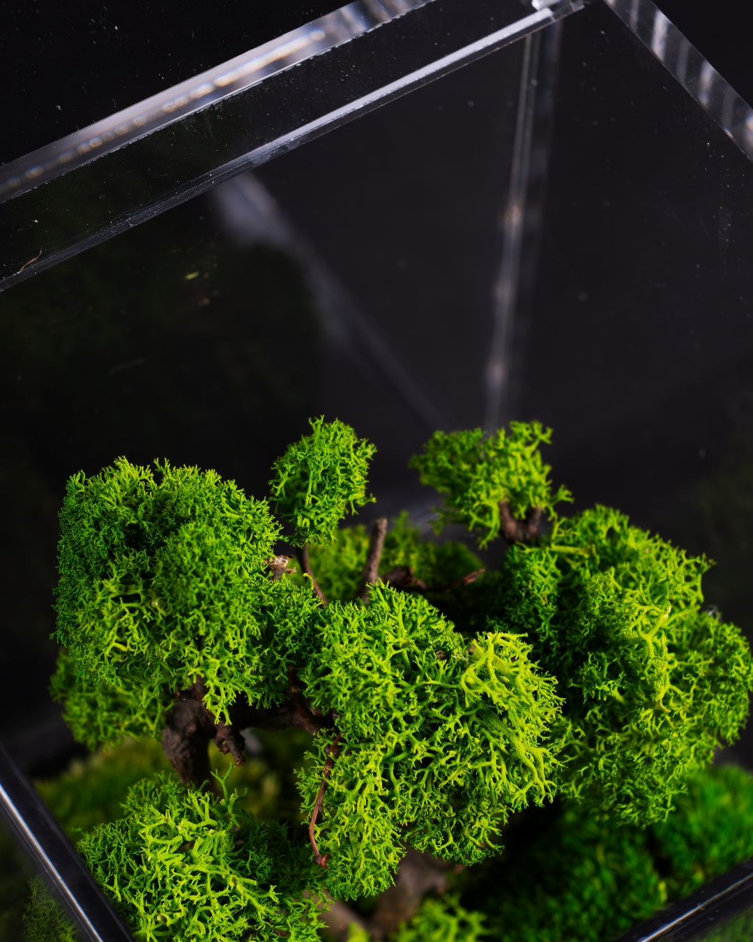 FLOWERCUBE® SPECIAL EDITION BONSAI