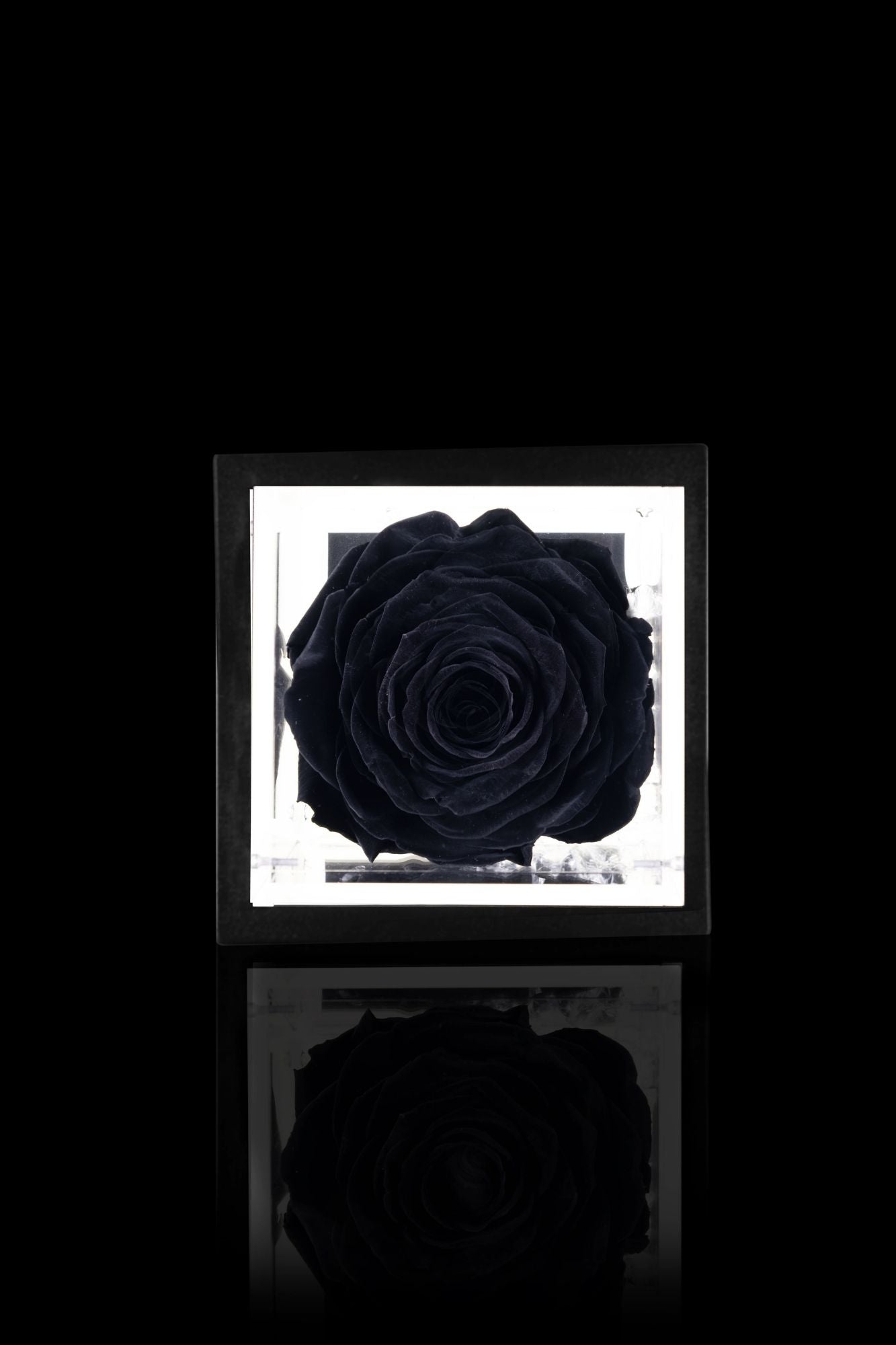 FLOWERCUBE® + LAMPADA: SET COMPLETO