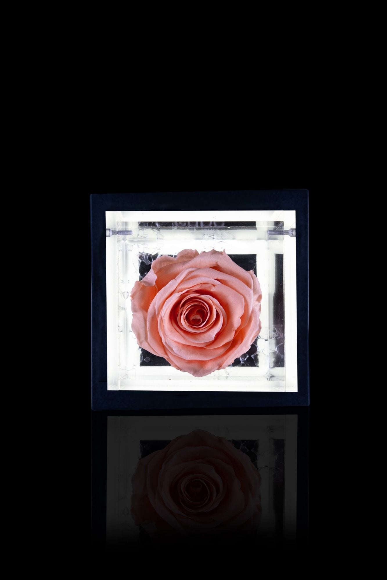 FLOWERCUBE® + LAMPADA: SET COMPLETO