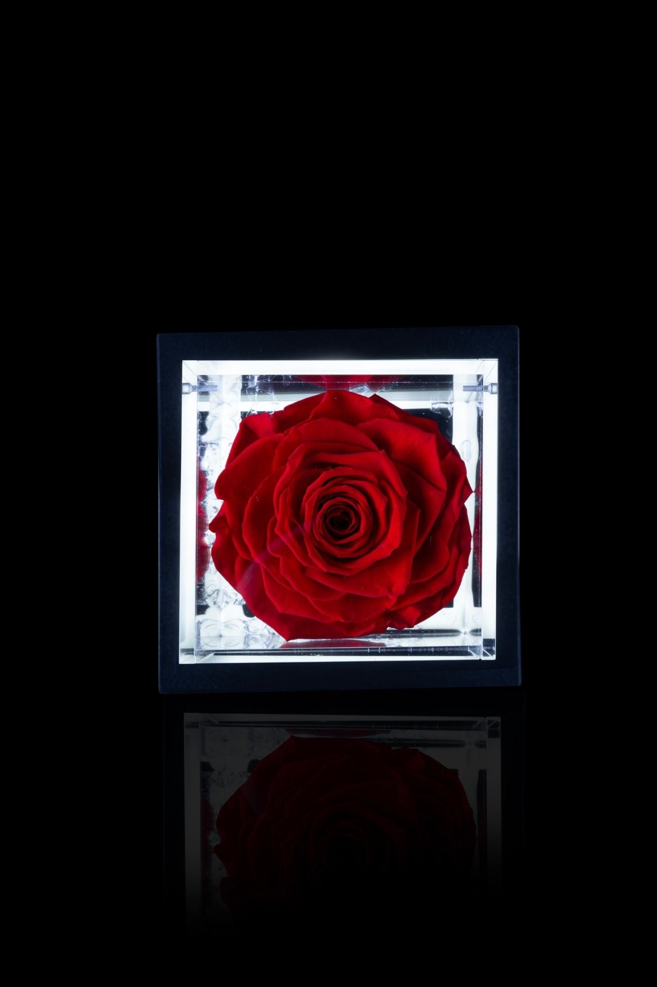 FLOWERCUBE® + LAMPADA: SET COMPLETO