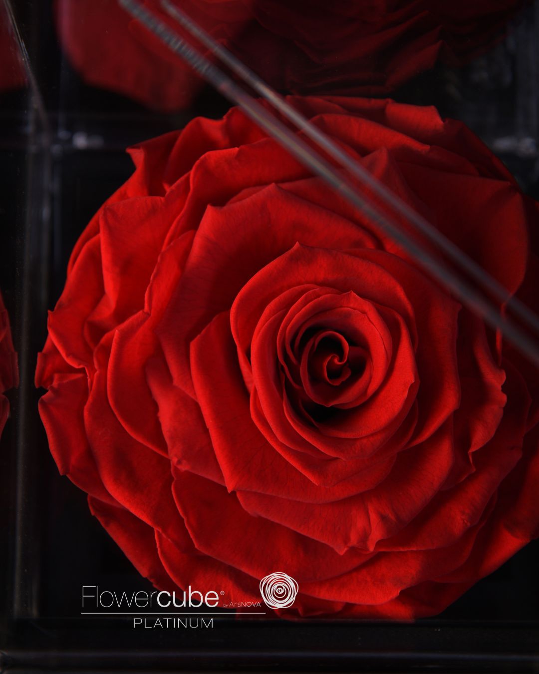 FLOWERCUBE PLATINUM - 1 ROSA ROSSA