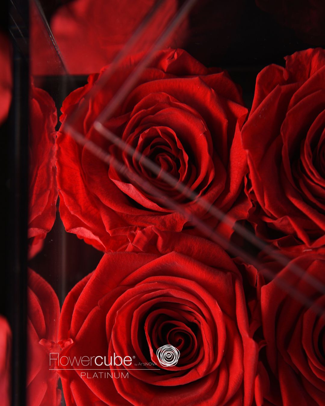 FLOWERCUBE PLATINUM - 4 ROSE ROSSE