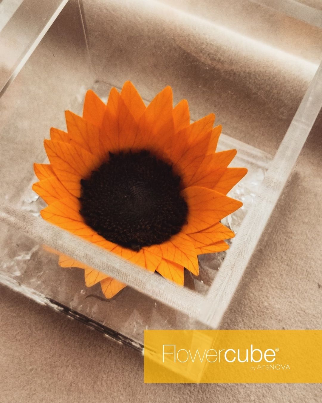 FLOWERCUBE SPECIAL EDITION GIRASOLE