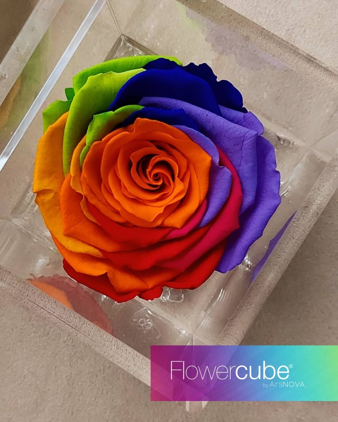 FLOWERCUBE SPECIAL EDITION RAINBOW