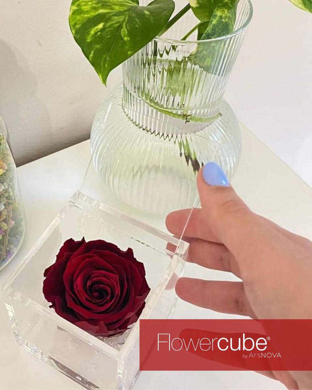 FLOWERCUBE SPECIAL EDITION BORDEAUX