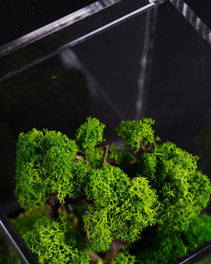 FLOWERCUBE® SPECIAL EDITION BONSAI