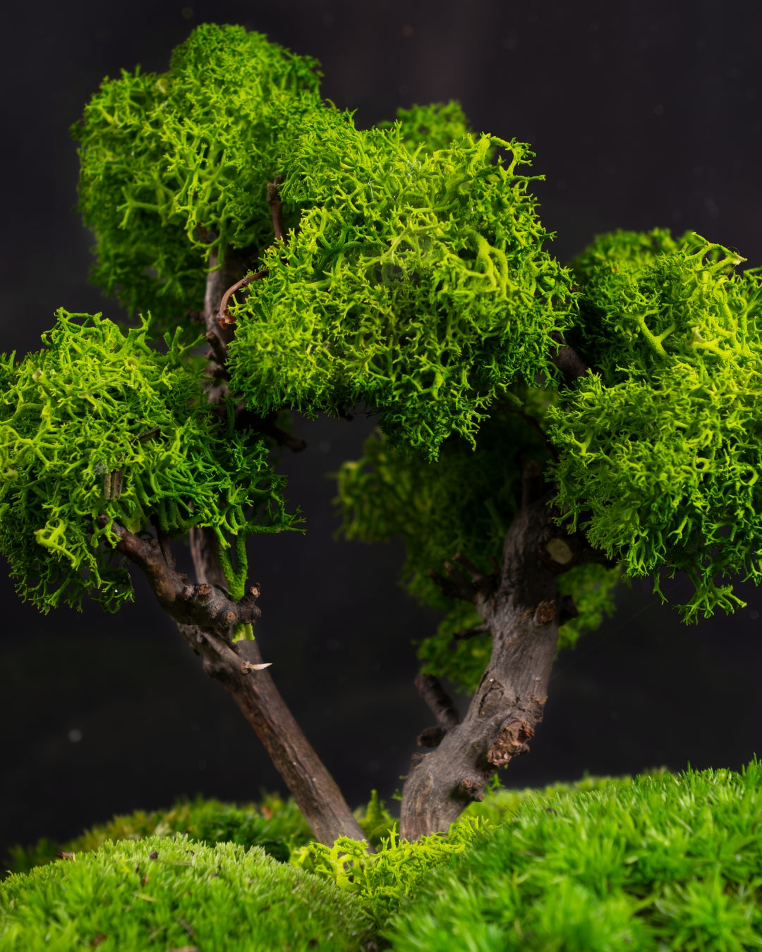 FLOWERCUBE® SPECIAL EDITION BONSAI