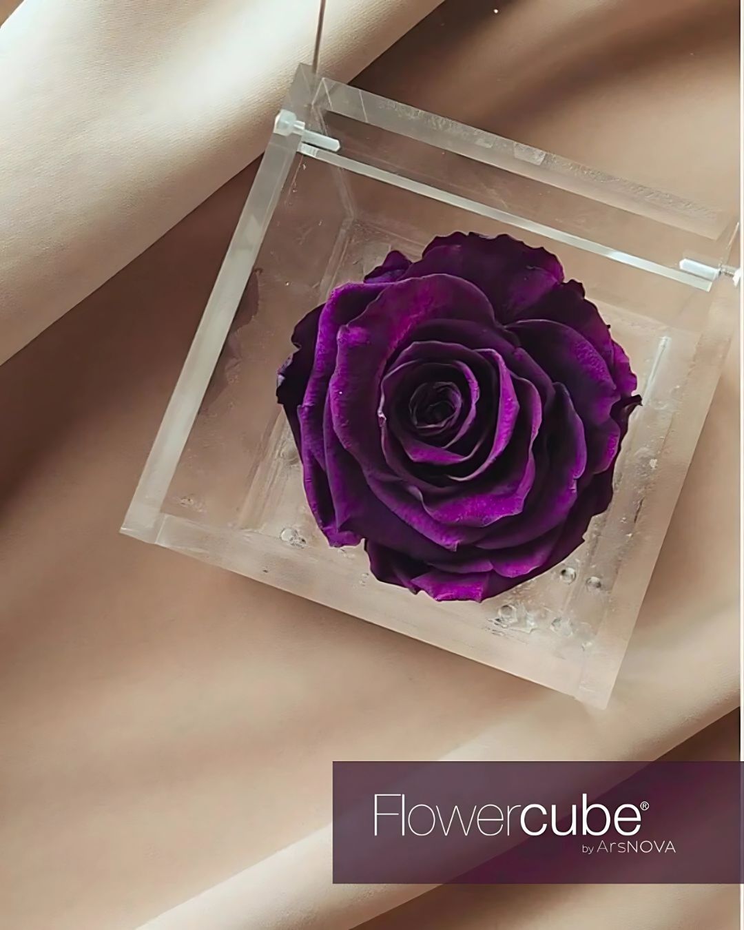 FLOWERCUBE SPECIAL EDITION VIOLA