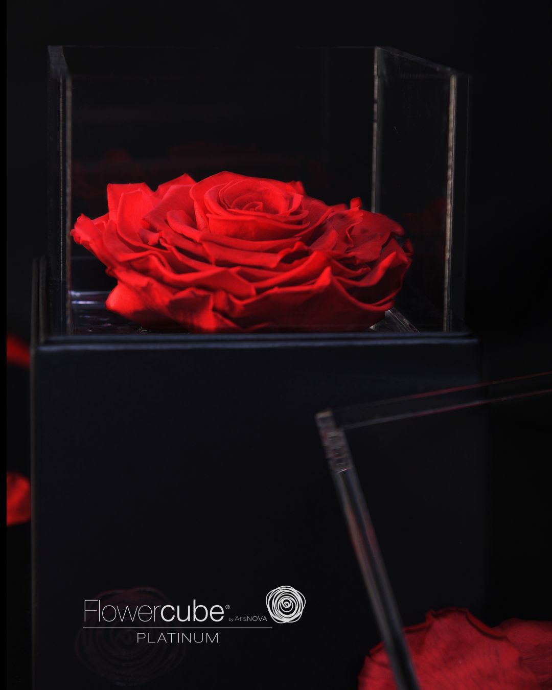 FLOWERCUBE PLATINUM - 1 ROSE ROUGE
