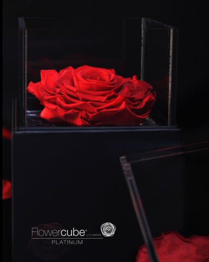 FLOWERCUBE PLATINUM - 1 ROSE ROUGE