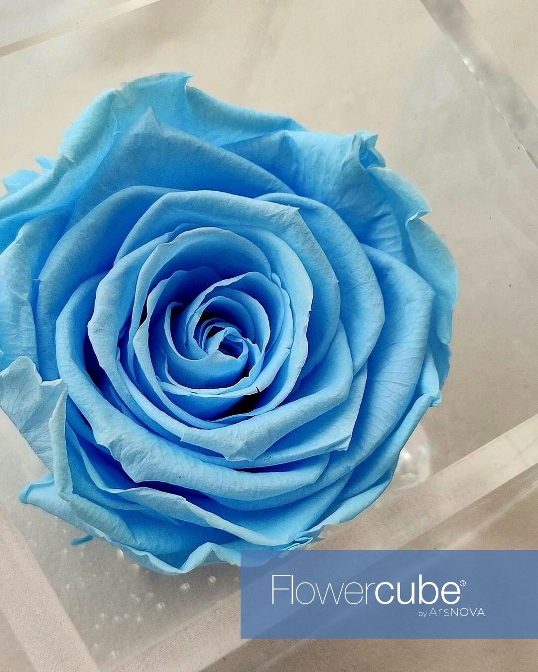FLOWERCUBE AZZURRO