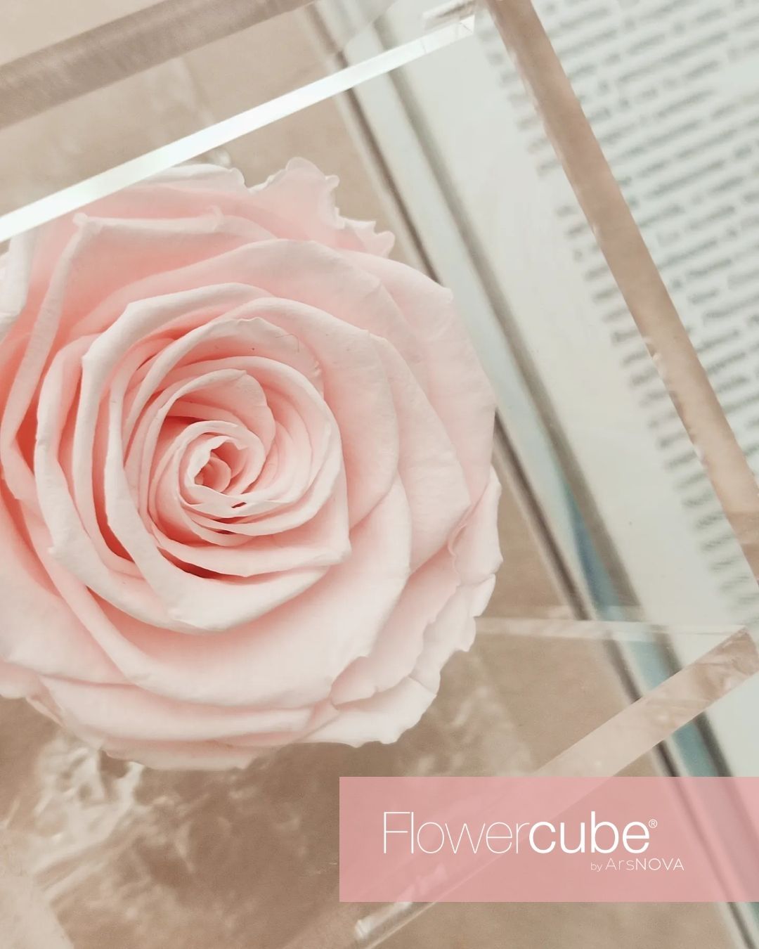 FLOWERCUBE SPECIAL EDITION ROSA PASTELLO